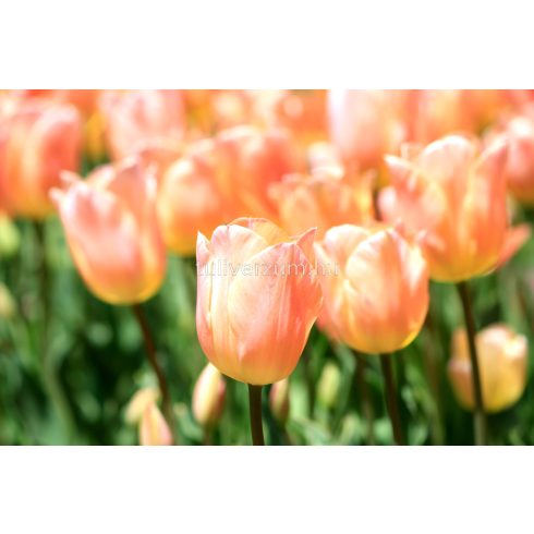 Apricot beauty