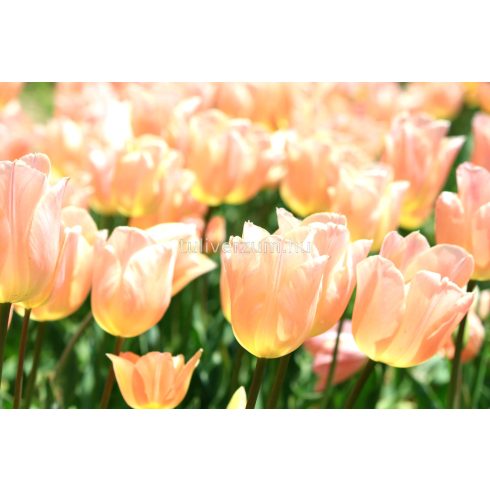Apricot beauty