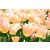 Apricot beauty