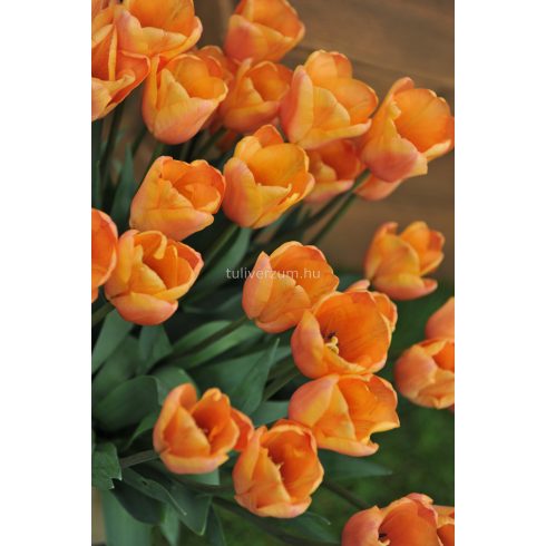 Apricot foxx