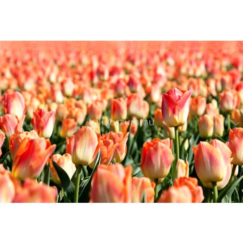 Apricot van eijk