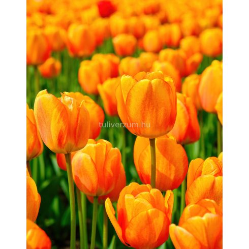 Blushing apeldoorn