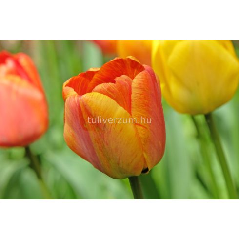 Blushing apeldoorn