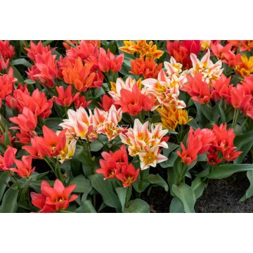 Botanical tulips mixed
