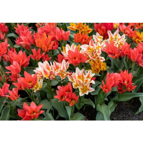 Botanical tulips mixed