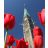 Canadian liberator
