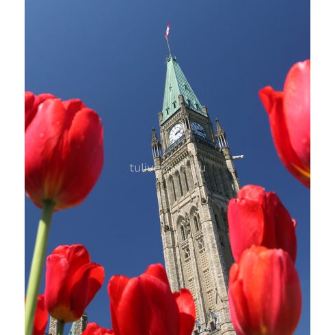 Canadian liberator