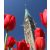 Canadian liberator