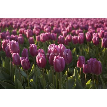 Dutch beauty