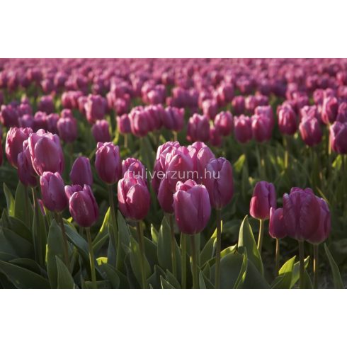 Dutch beauty