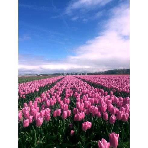 Dutch beauty
