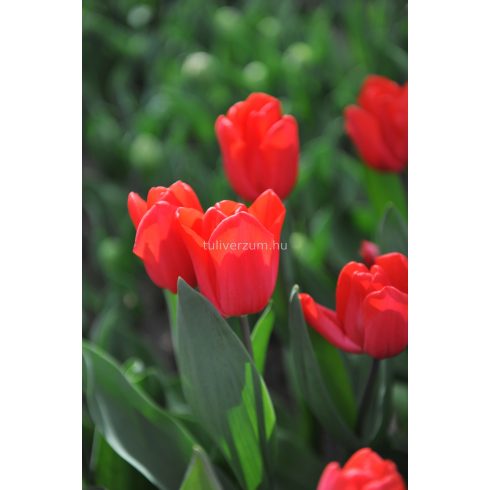 First star