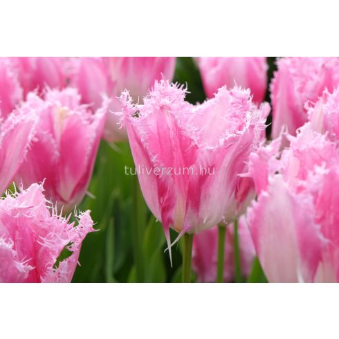Fringed mixed