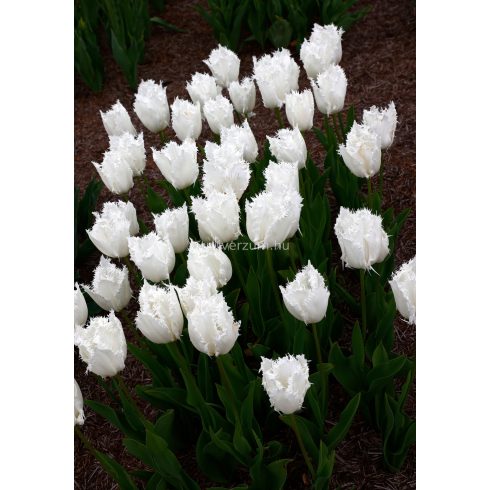 Fringed mixed