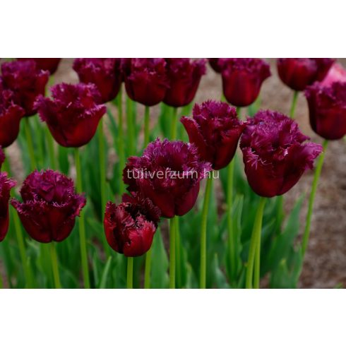 Fringed mixed