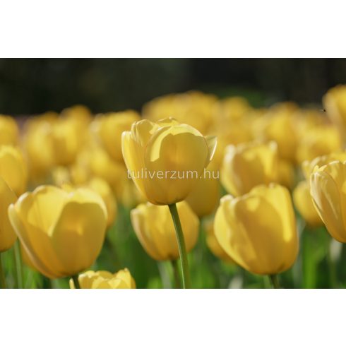 Golden parade