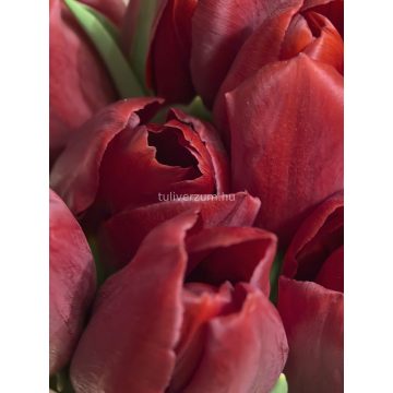 Holland red