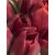Holland red