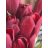 Holland red