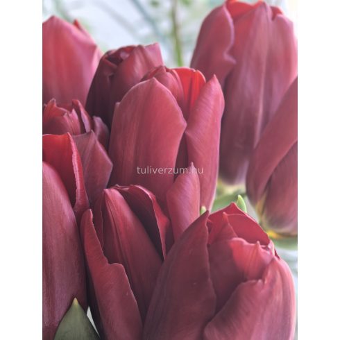 Holland red