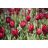 Holland red