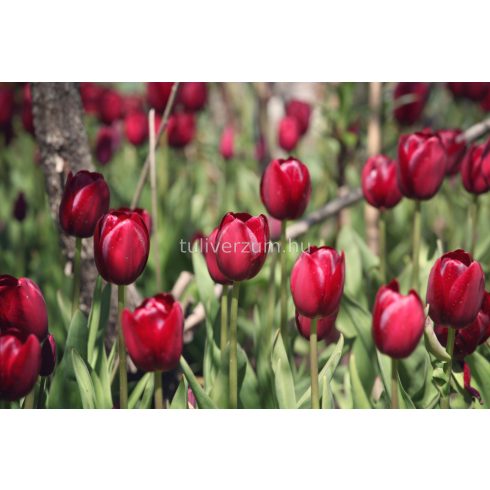 Holland red