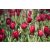 Holland red