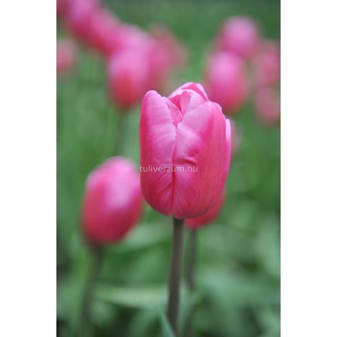 Jumbo pink