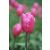 Jumbo pink