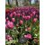 Jumbo pink