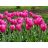 Jumbo pink