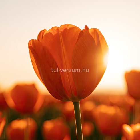 Lighting sun