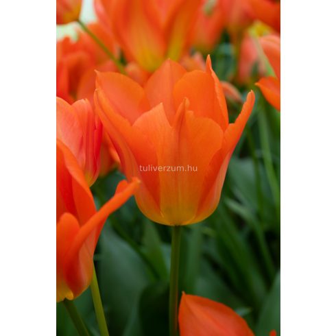 Orange brilliant