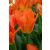 Orange brilliant
