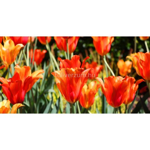 Orange brilliant