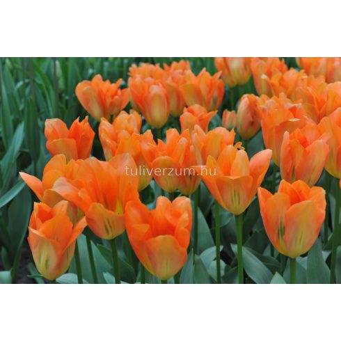 Orange emperor