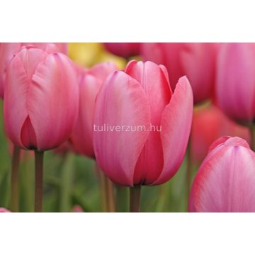 Pink impression