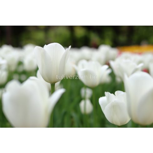 White proud