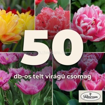   50db-os telt virágú csomag - sárga, piros, lila és rózsaszín 5x10