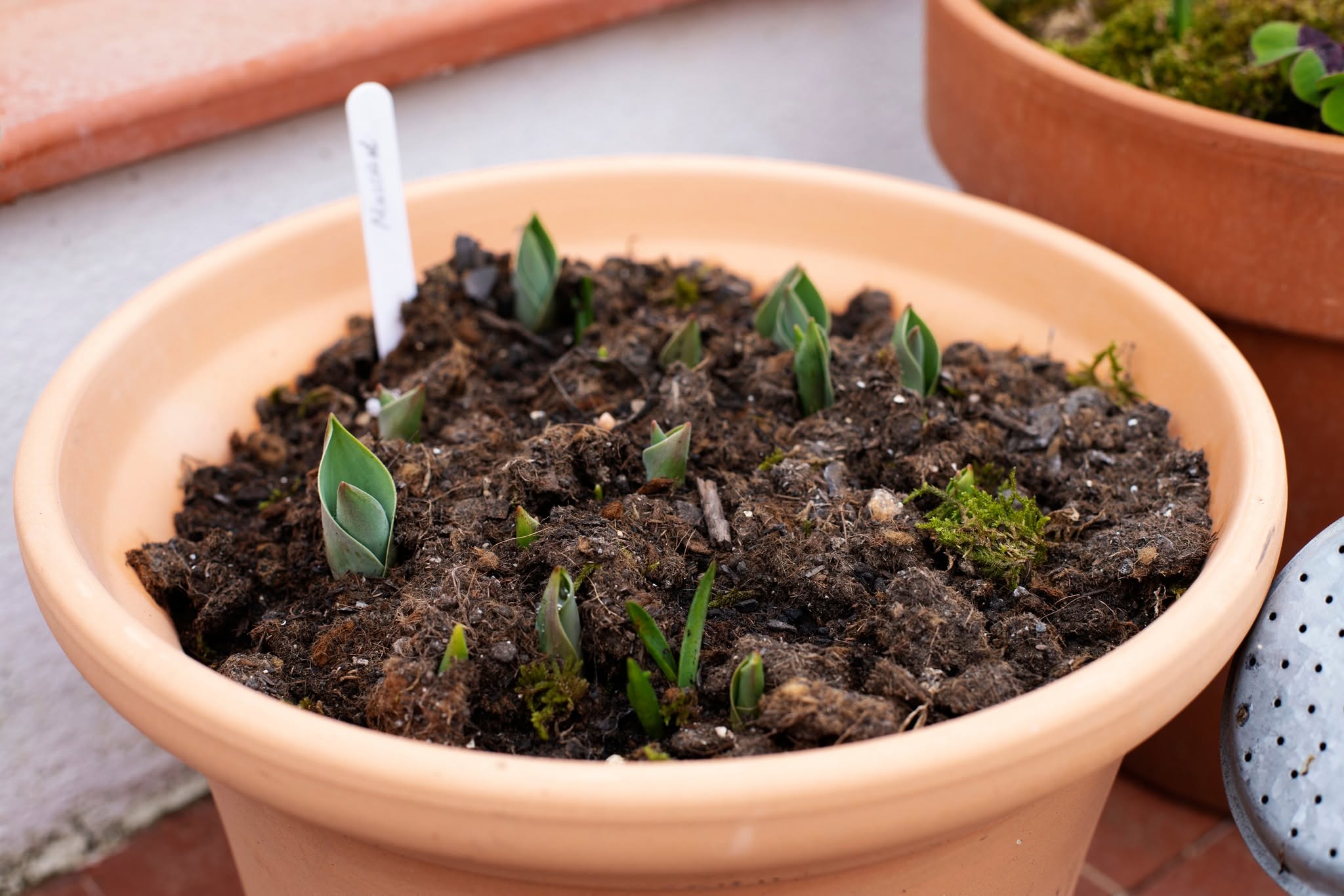 Hideghatás után előbújó tulipánhajtások terrakotta cserépben
